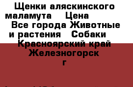 Щенки аляскинского маламута  › Цена ­ 15 000 - Все города Животные и растения » Собаки   . Красноярский край,Железногорск г.